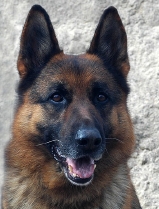 ZNolte0735.jpg