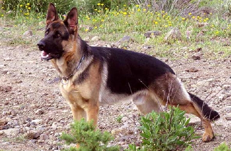 Zartan058211.jpg